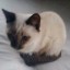 15 января потерялась сиамская тайская кошечка домашняя 6 мес
