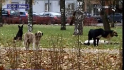 Жителей поселка Рублево держат в страхе стаи бродячих собак