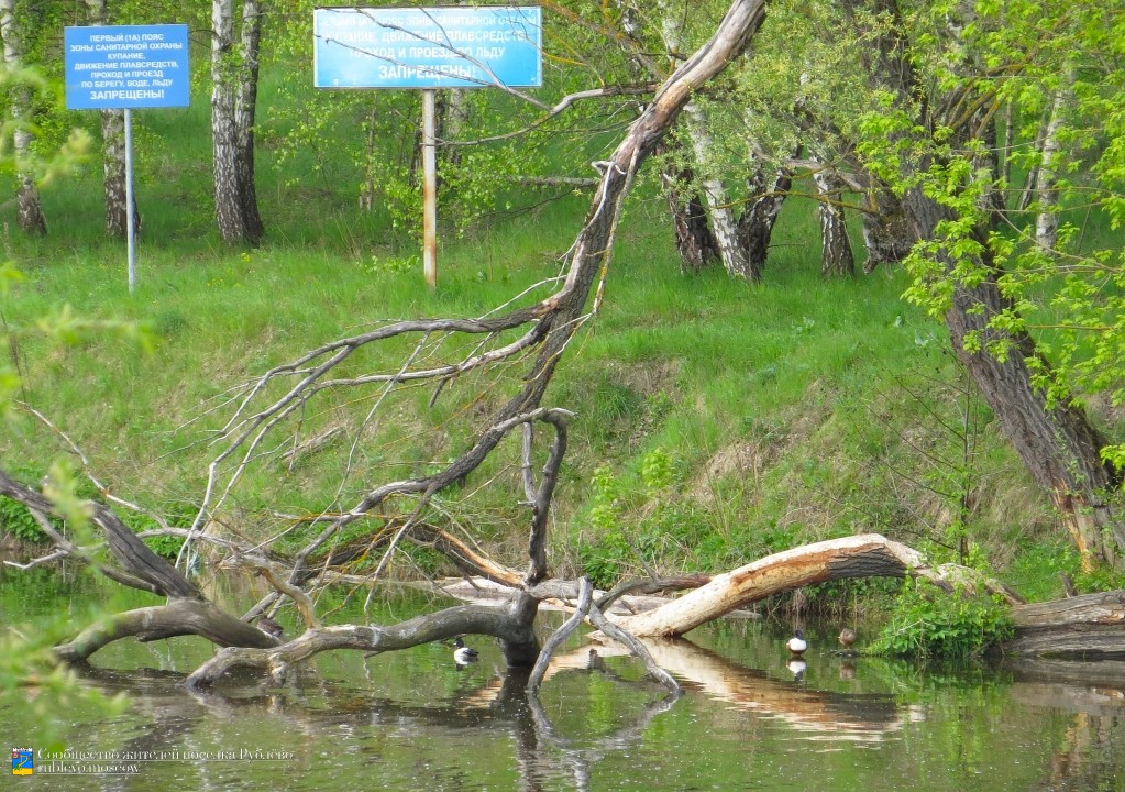 Хохлатая чернеть и широконоска