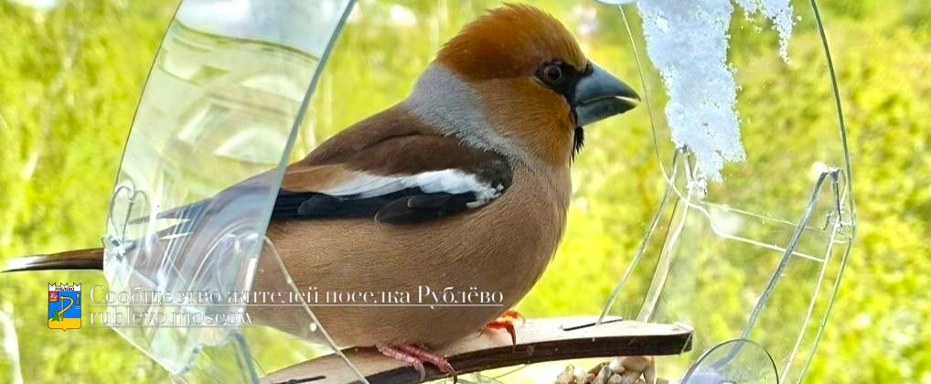 Дубонос, самец. Надзорный список. Май 2024 г.