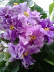 Матронушка37